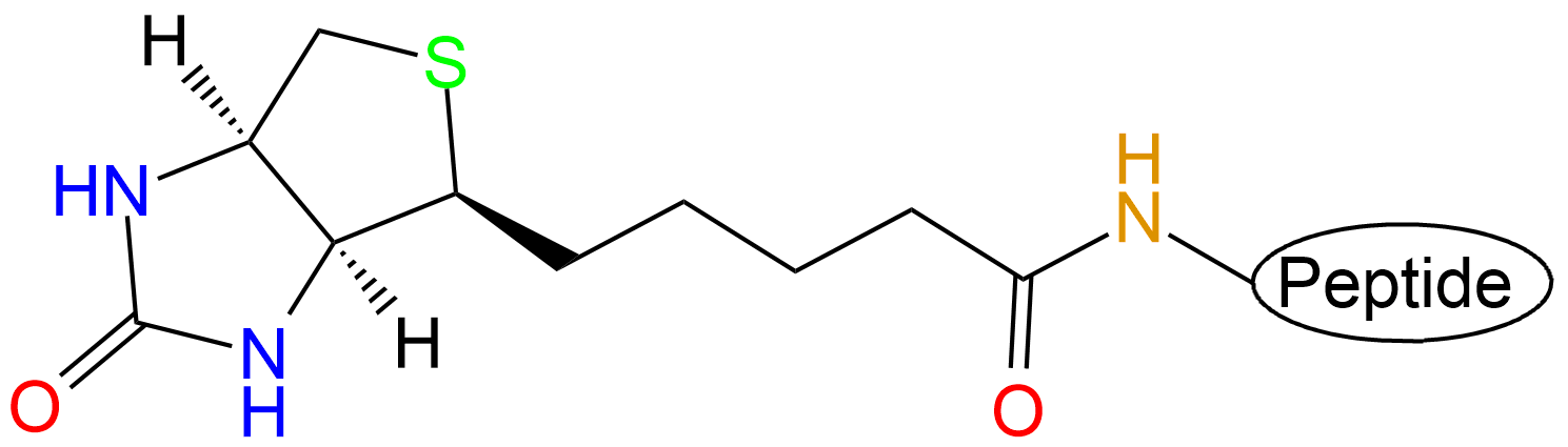 生物素標記多肽(專肽生物www.cqhongyadong.com.cn)