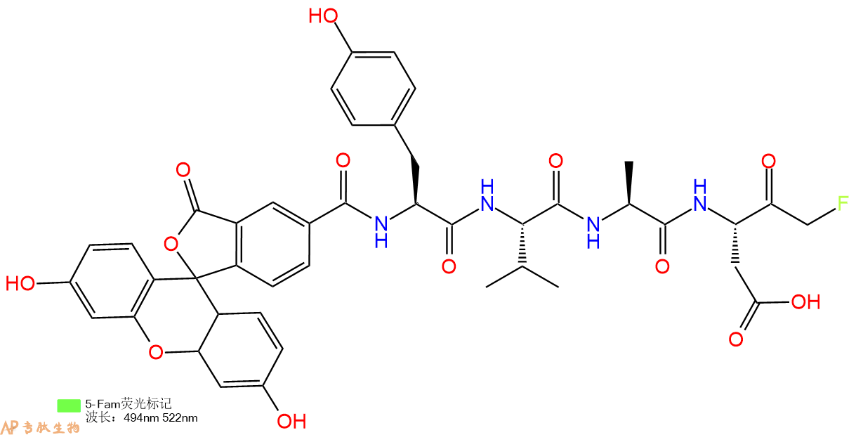 專肽生物產品熒光素標記的caspase-1 inhibitor